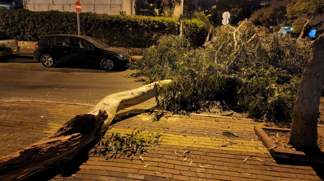 הענף שקרס חוסם את הכביש. "היה פה נס גדול" (צילום: אלון חכמון)