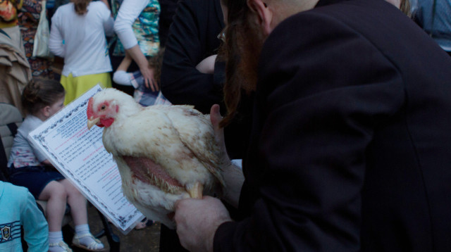 תרנגול כפרות ביום כיפור (צילום: עודד דגני)