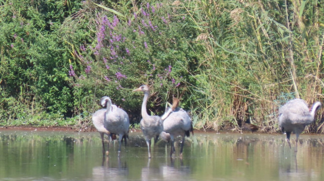 לכבוד חג הסוכות: עגורים ראשונים הגיעו לאגמון החולה (צילום: ענבר שלומית רובין, קק"ל)