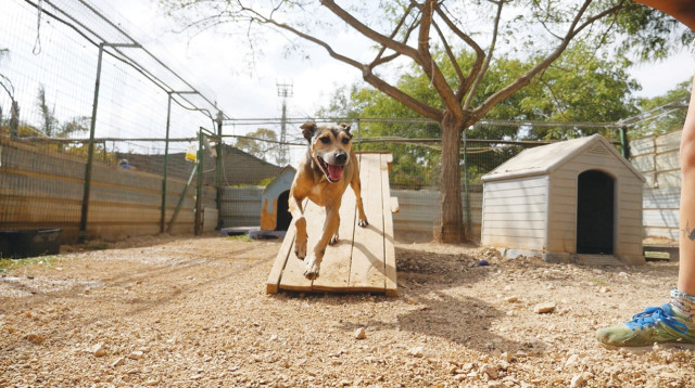 כלבים בהצלה (צילום: באדיבות "תנו לחיות לחיות")