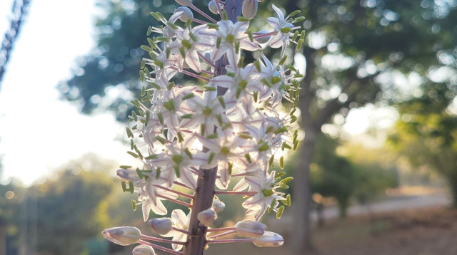 חצב, גן לאומי ציפורי (צילום: אתי קוריאט, רשות הטבע והגנים)