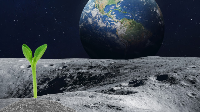 ניסוי לגידול צמחים על הירח ישוגר במשימת בראשית 2 (צילום: LUNARIA ONE)