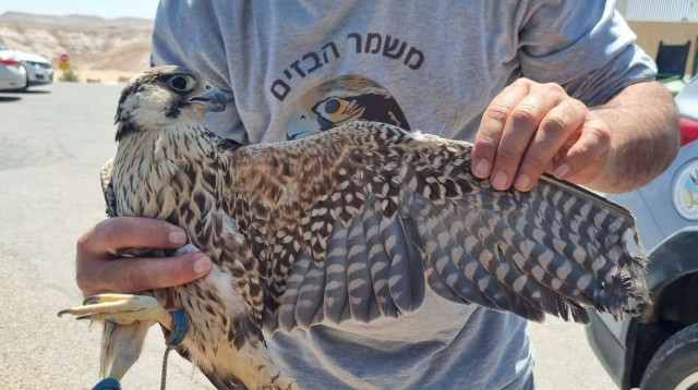 הבז שהושב אל הטבע (צילום: יעל שדה, רשות הטבע והגנים)