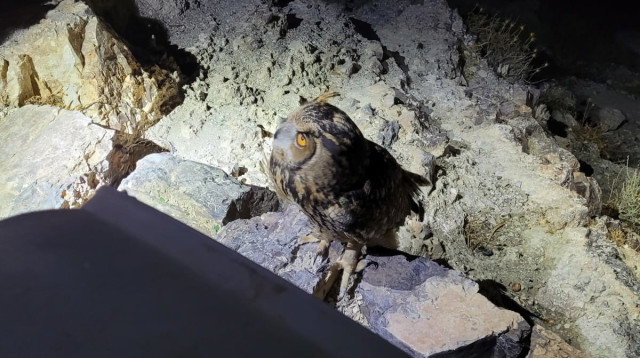 האוח שנתפס בחדרה (צילום: רועי גלעד רשות הטבע והגנים)