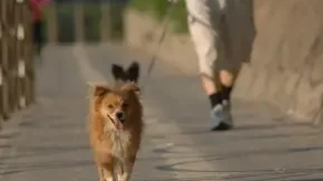 טיול עם הכלב. 1,500 שקל קנס למפרים את הוראות החוק (צילום: Pixabay)