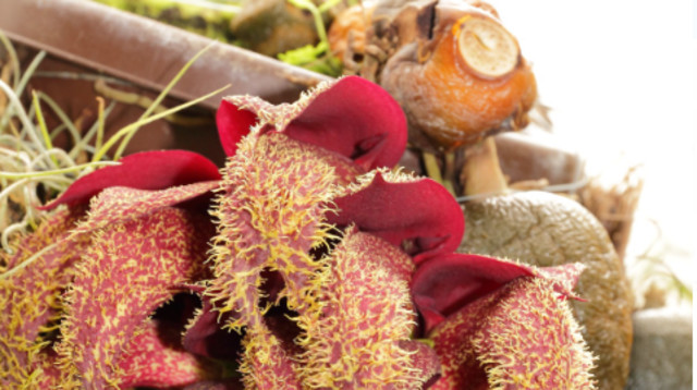 "מריח כמו חולדות מתות" (צילום: C T Johansson, CC BY-SA 3.0)