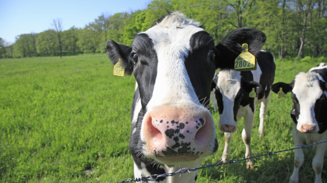 אולץ להתחתן עם הפרה (צילום: אינג'אימג')