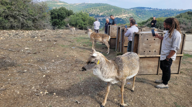 החזרת היחמורים לטבע בגליל העליון (צילום:  אלה רביע דעבוס רשות הטבע והגנים)