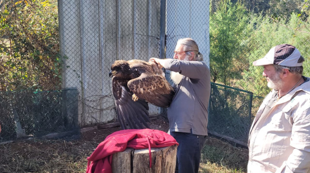 עוף גוזל  (צילום: עידו שקד, רשות הטבע והגנים)