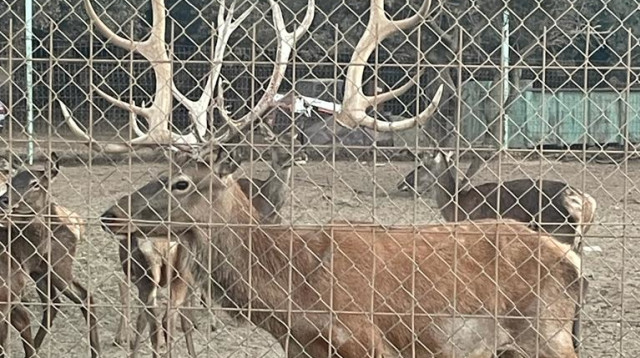 איילים (צילום: רשות הטבע והגנים)