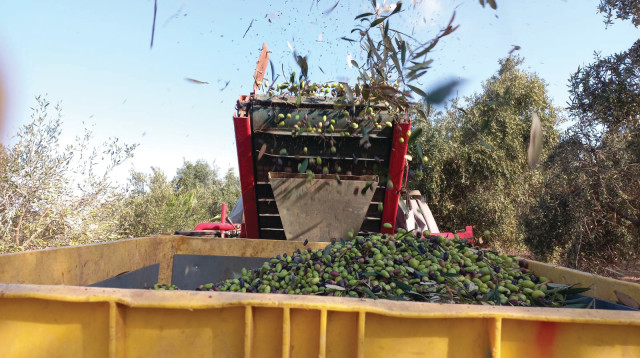 משק אחיה (צילום: ידידיה ממן)