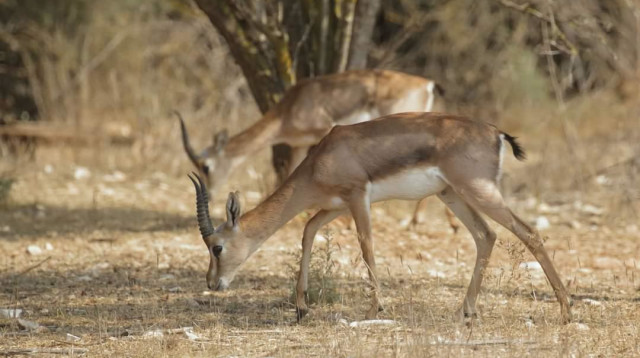 הצבי הארץ-ישראלי, מין בסכנת הכחדה עולמית (צילום: עמיר בלבן - החברה להגנת הטבע)