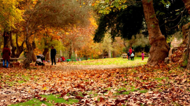 שלכת בעין חמד  (צילום:  יניב כהן רשות הטבע והגנים)