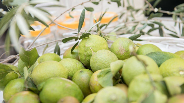 פסטיבל הזית - כפר ביקרתם   (צילום: סאלח דאקסה)