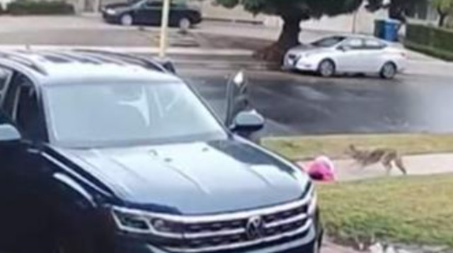 פעוטה הותקפה בכניסה לביתה על ידי זאב ערבות (צילום: מתוך פייסבוק)