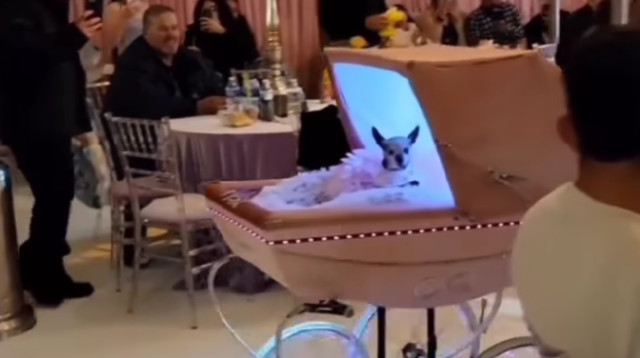 יום הולדת במאה אלף דולר לכלב? היו גם 300 מוזמנים (צילום: מתוך אינסטגרם)