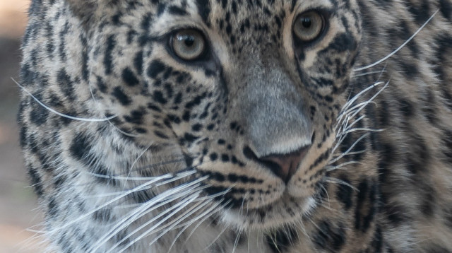 הנמרה החדשה שהגיעה לספארי (צילום: ים סיטון)