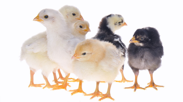 גאווה ישראלית (צילום: אינג'אימג')