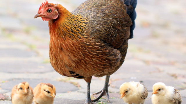 ימנע את מותם של מיליארדי אפרוחים  (צילום: אינג'אימג')