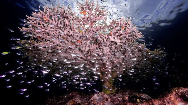 שונית אלמוגים במפרץ אילת (צילום: עמרי עומסי, רשות הטבע והגנים)