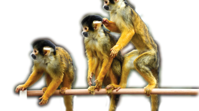 להקת קופים  (צילום: רויטרס)