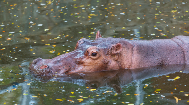 היפופוטם, אילוסטרציה (צילום: www.ingimage.com)