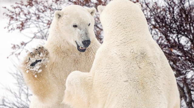 דובי קוטב (צילום: רויטרס)