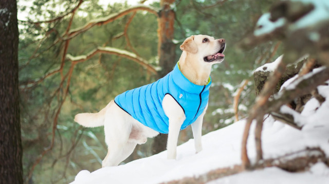 ביגוד איכותי לכלבים - למה חשוב להלביש את הכלבים שלכם (צילום: airyvest.com)