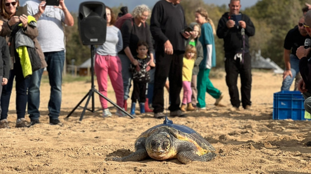 במידה ונתקלתם בצבי ים שנפצעו, יש לפנות לרשות הטבע והגנים (צילום: עמית אוזנה, מתנדב במרכז ההצלה לצבי ים)