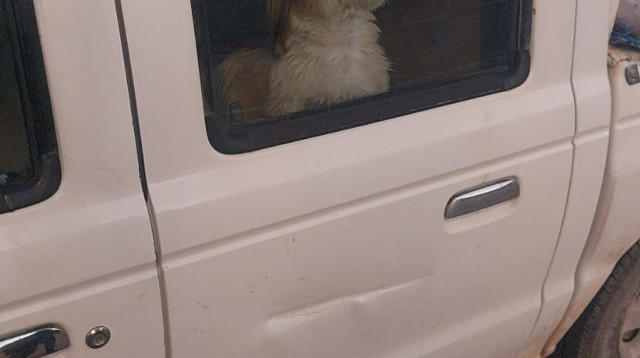 הכלבה בלה (צילום: דוברות המשטרה)