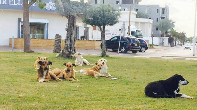 להיות הקול (צילום: תנו לחיות לחיות)