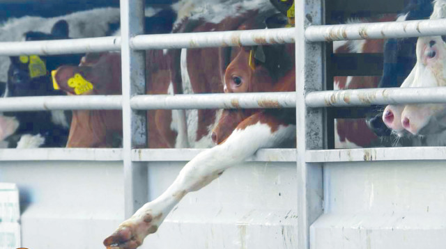 פרות (צילום: ארגון ישראל נגד משלוחים חיים)