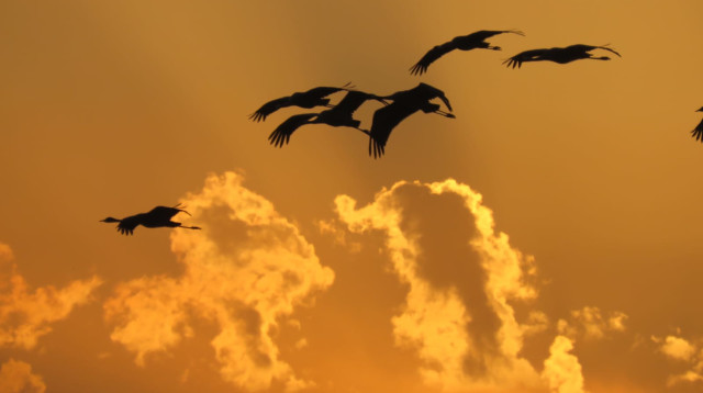 עגורים באגמון החולה (צילום: עינבר שלומית רובין, קק"ל)