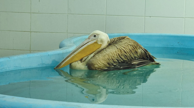 שקנאית (צילום: ים סיטון ספארי רמת גן )