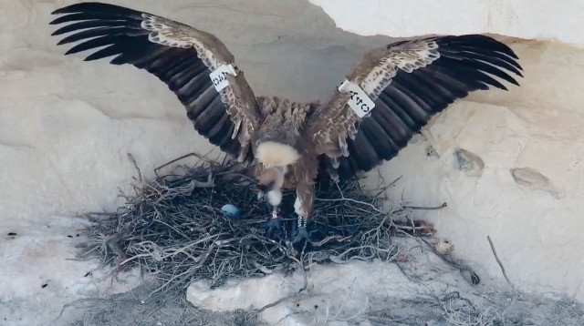 קינון הנשרים (צילום: פרויקט עופות דורסים בשידור חי)