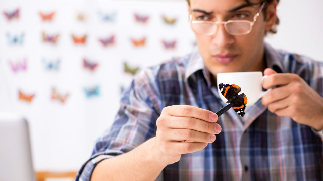 פרפר ליד כוס תה (צילום: אינג'אימג')