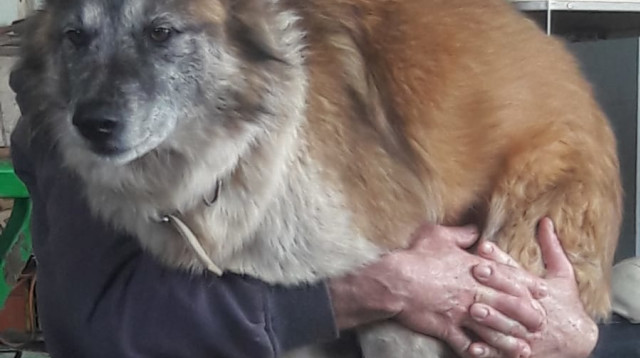 יעקב (קובי) משק ז"ל (צילום: באדיבות המשפחה)