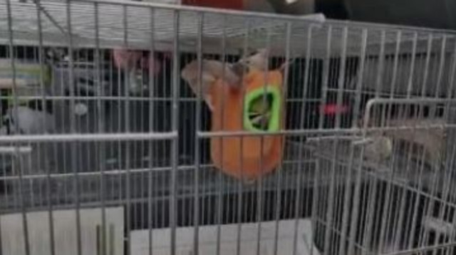 סנאים נמצאו במעדת סמים (צילום: דוברות המשטרה)