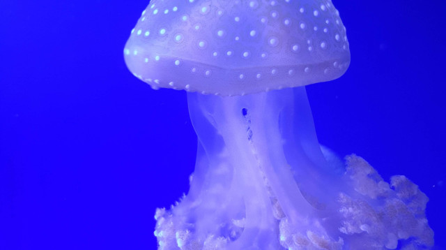 מדוזה במוזיאון המדוזות בקייב (צילום: מוזיאון המדוזות בקייב)