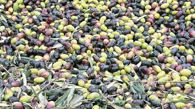 זיתים (צילום: פסקל פרץ-רובין)