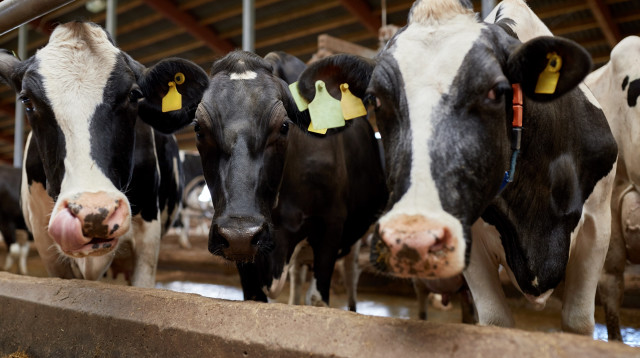 פרות ברפת, ארכיון (צילום: אינגאימג')
