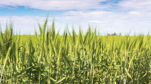 שדה קציר (צילום: אינגאימג')