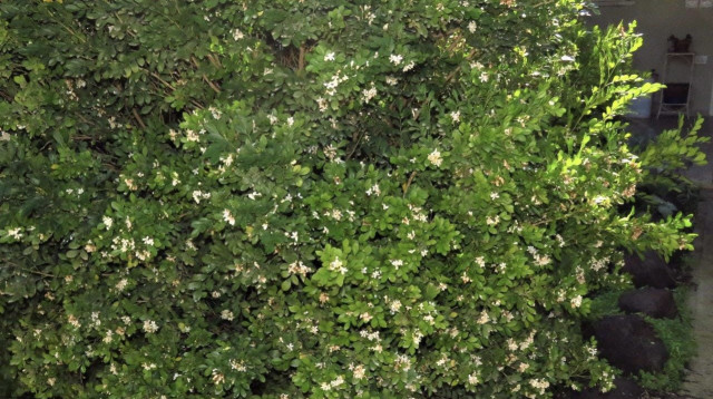 פסילת ההדר האסייתית (צילום: משרד החקלאות ופיתוח הכפר)