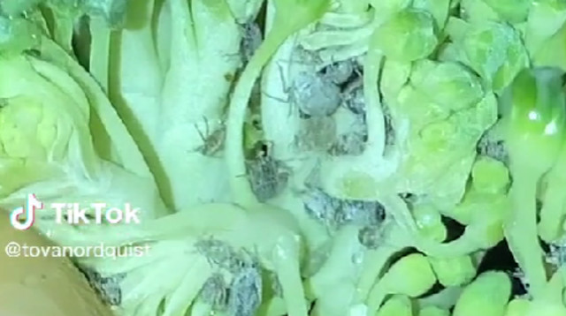 קן של חרקים בירקות (צילום: מתוך טיקטוק)