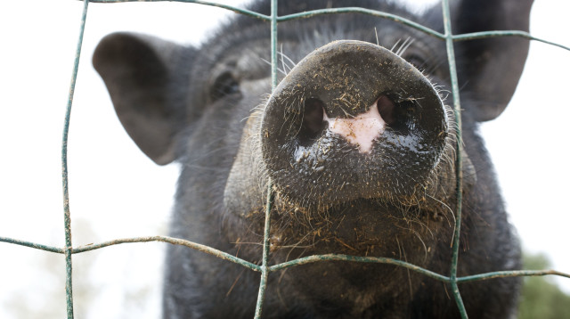 החזיר התעורר בבית המטבחיים והרג את הקצב (צילום: אינג'אימג')
