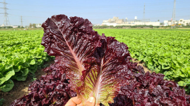 חסה פרפל הארט  (צילום: הזרע)