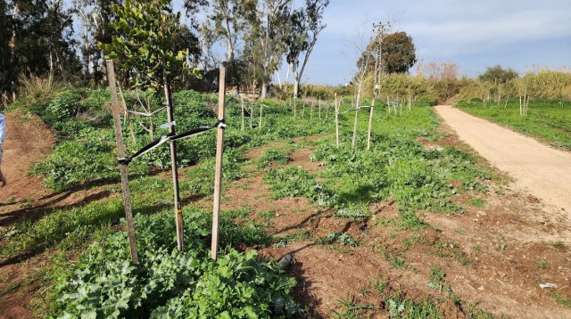 פארק גאון הירקון. "תנופת הפיתוח מורגשת בכל חלקי העיר" (צילום: דוברות עיריית פתח תקווה)