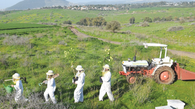 דבוראים נוטעים עצים צופניים (צילום: דבורת התבור)