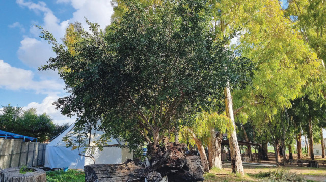 עץ הפיקוס (צילום: המועצה לשימור אתרים)