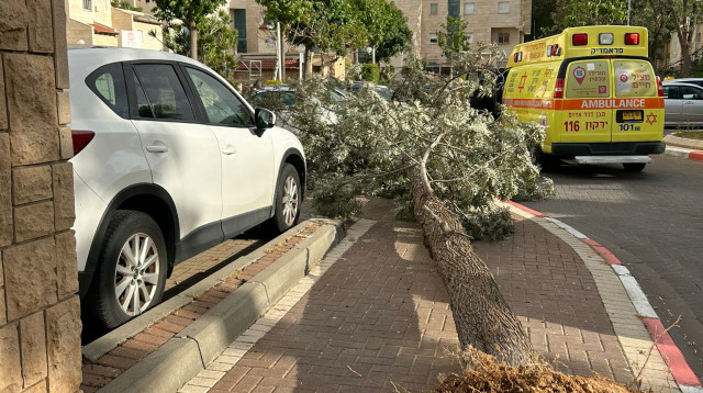 העץ שקרס בעקבות הרוחות באור יהודה  (צילום: דוברות מד"א)